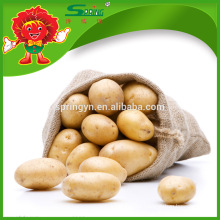 Proveedor chino de patatas frescas, gran patata en bolsa de malla